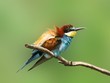 bee-eater perched on a twig with green background bee-eater perched on a twig with green background