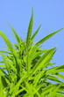chanvre,cannabis