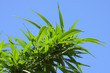 chanvre,cannabis