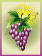 grape