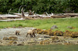 adult grizly bear, walking and searching for food
