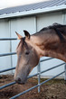 Bucksking Horse Head Shot