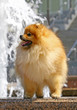 Pomeranian spitz with waterfall