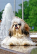 Shitzu dog on granite parapette