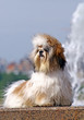 Shitzu dog on granite parapette with fontan