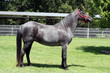 Blue Roan Horse