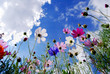 Garden Cosmos flowers Garden Cosmos flowers