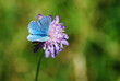 Schmetterling