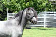 Blue Roan Horse