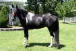 Photo: Tobiano Horse Tobiano Horse
