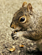 Squirrel.
