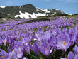 spring flowers spring flowers