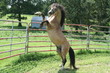 Photo: Buckskin Stallion Rearing up Buckskin Stallion Rearing up