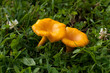 Chanterelle