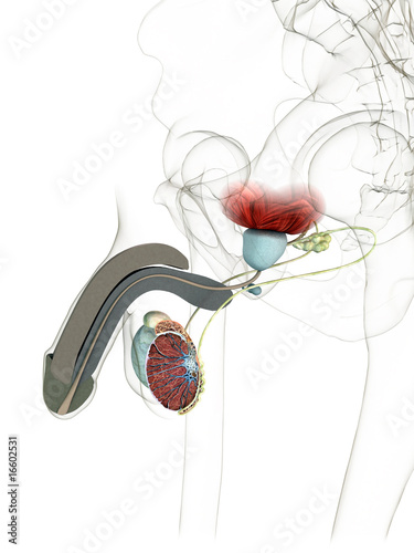 Illustration: Testikel - Querschnitt Testikel - Querschnitt