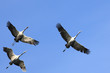 Zugvögel