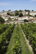 saint emilion vineyard