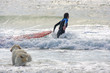 Surfdog Surfdog