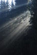 Gegenlicht Wald (Strahlengang, wood)