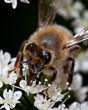 Bee and flower