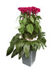 Bouquet de célosies