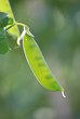 Pea Pod
