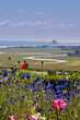 Baie du Mont St Michel fleurie