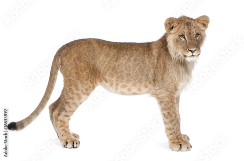  Side view of Lion cub, 8 months old, standing, studio shot