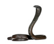 Egyptian Cobra, Naja Haje, studio shot Egyptian Cobra, Naja Haje, studio shot