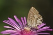 Leptotes pirithous