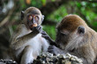 Motherly Love
