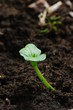 カボチャの発芽