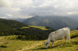 vache en Ariege