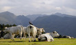 troupeau de vaches