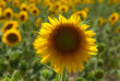 girasoli