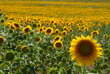 girasoli