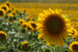 girasoli