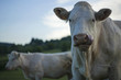 Langue de vache