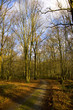Allée forestière en forêt Allée forestière en forêt