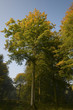 La forêt en automne La forêt en automne