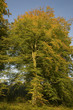 La forêt en automne La forêt en automne