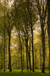 Les hêtres magnifiques de la forêt Les hêtres magnifiques de la forêt