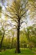 Les hêtres magnifiques de la forêt Les hêtres magnifiques de la forêt