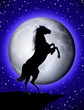 Cavallo Selvaggio-Wild Horse-Cheval sauvage