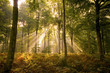 Rayons de soleil perçant le couvert des arbres en forêt Rayons de soleil perçant le couvert des arbres en forêt