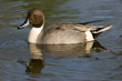 Canard Pilet Canard Pilet