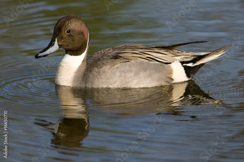 Canard Pilet