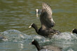 Foulque macroule courant sur l'eau. Foulque macroule courant sur l'eau.