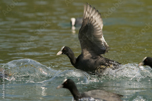 Foulque macroule courant sur l'eau.