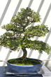 Bonsai Tree